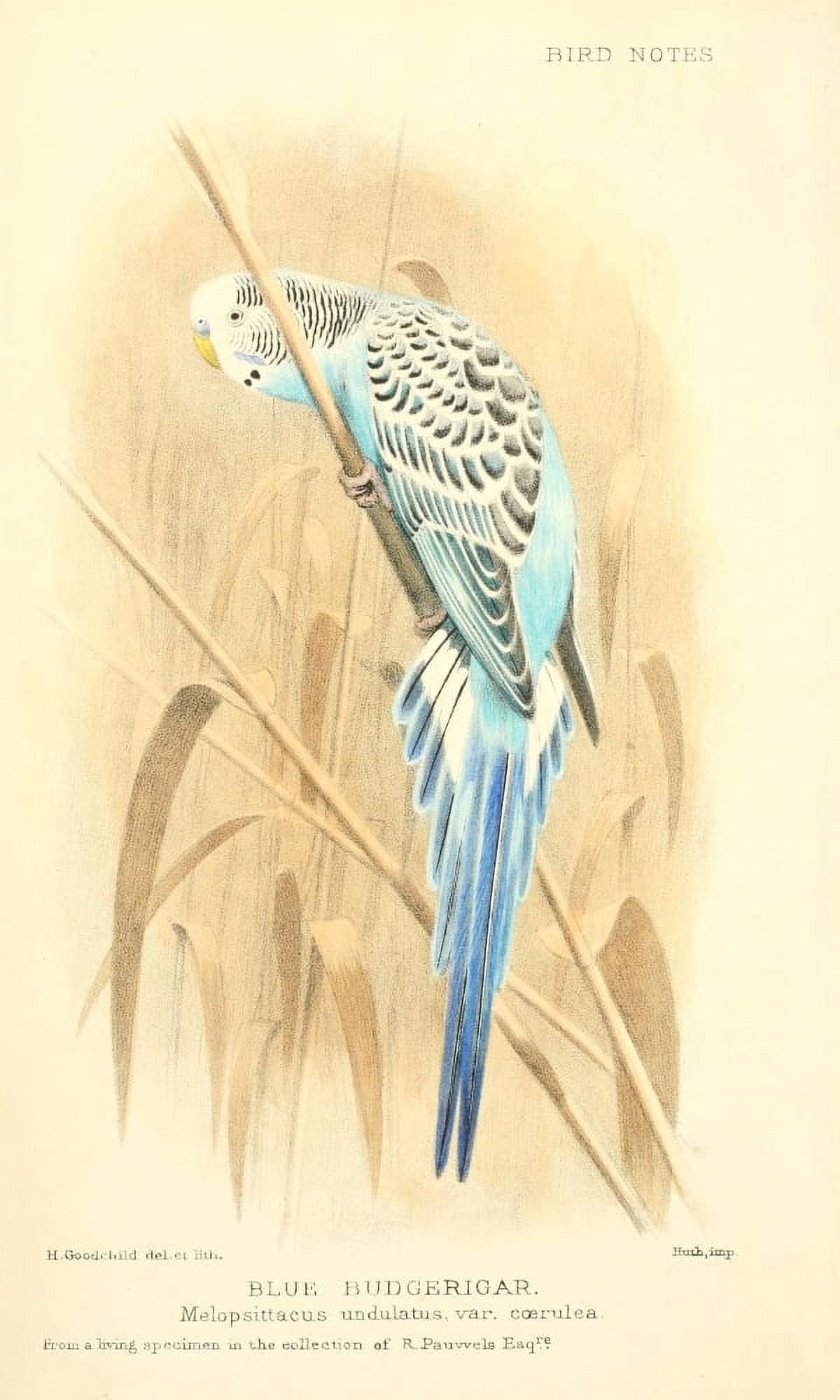 Bird Notes 1902 Blue Budgerigar Canvas Art - H Goodchild (24 x 36)