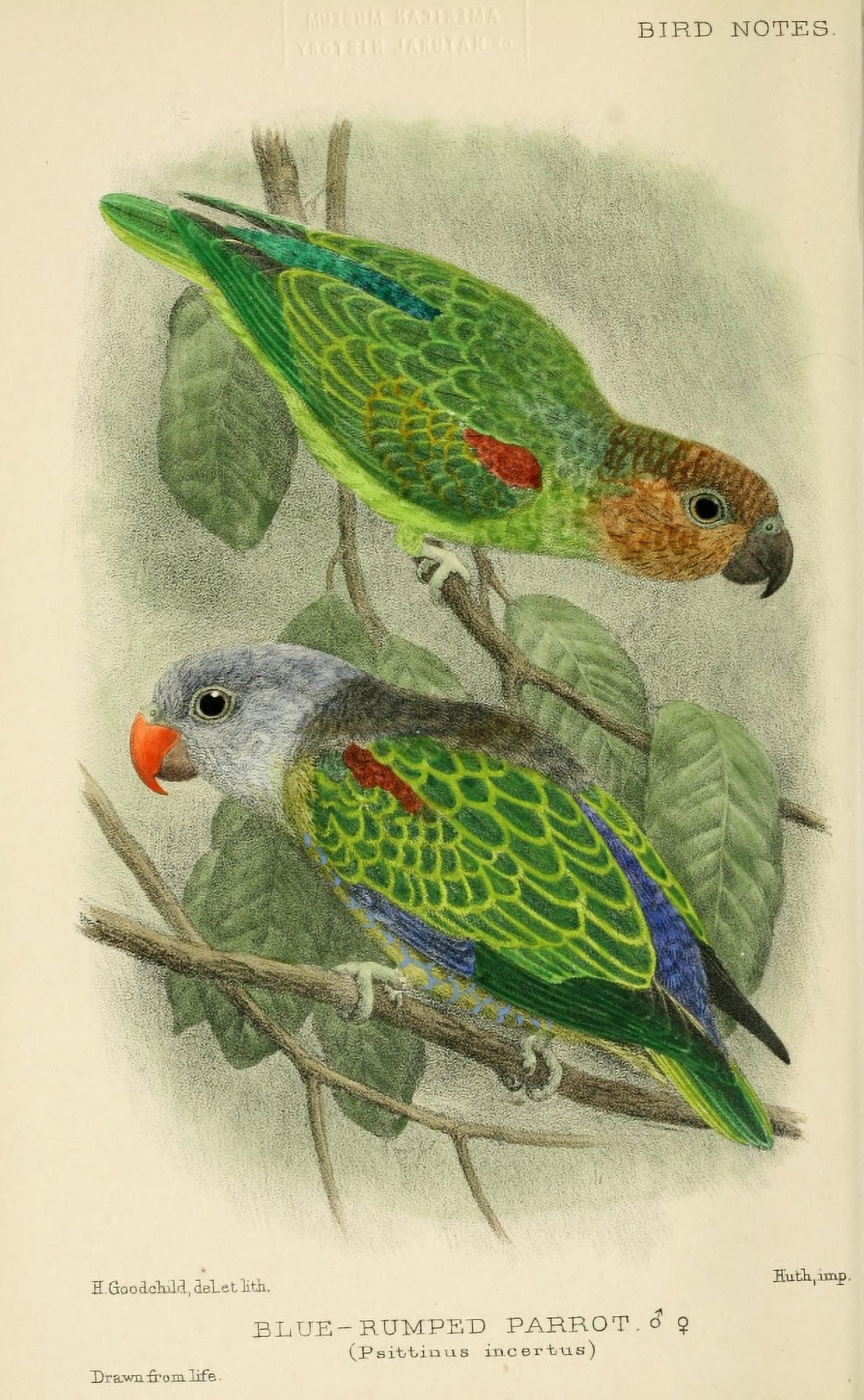 Bird Notes 1902 Blue-rumped Parrot Canvas Art - H Goodchild (24 x 36)