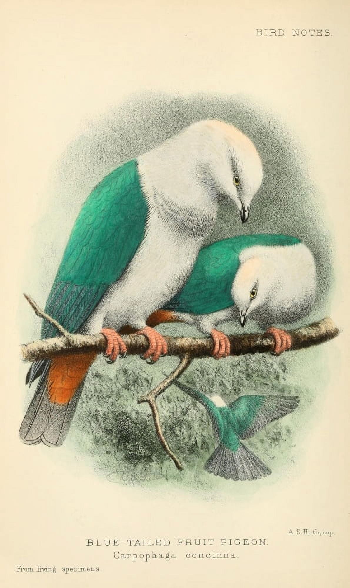 Bird Notes 1902 Blue-tailed Fruit Pigeon Canvas Art - AS Huth (18 x 24)