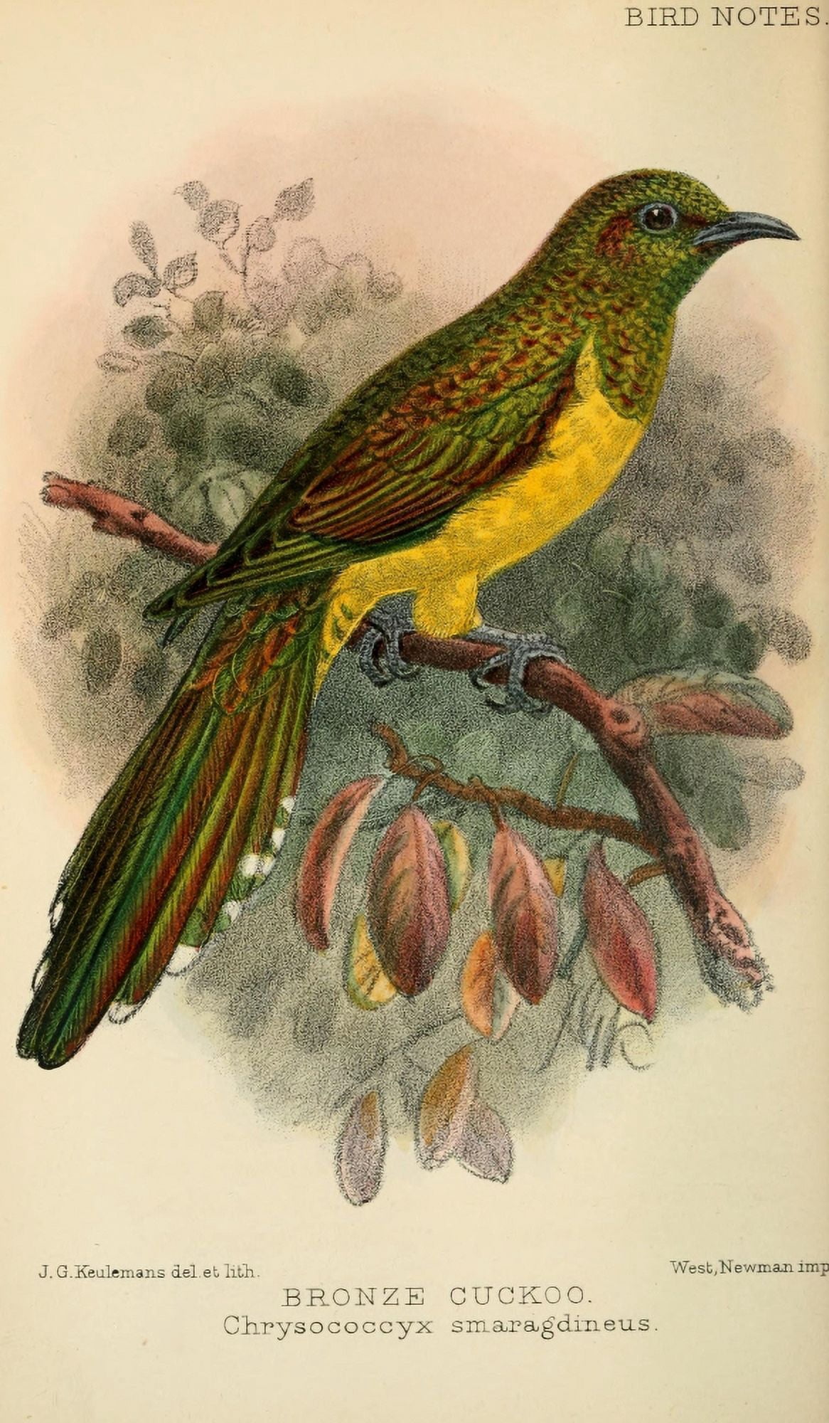 Bird Notes 1902 Bronze Cuckoo Canvas Art - JG Keulemans (18 x 24)