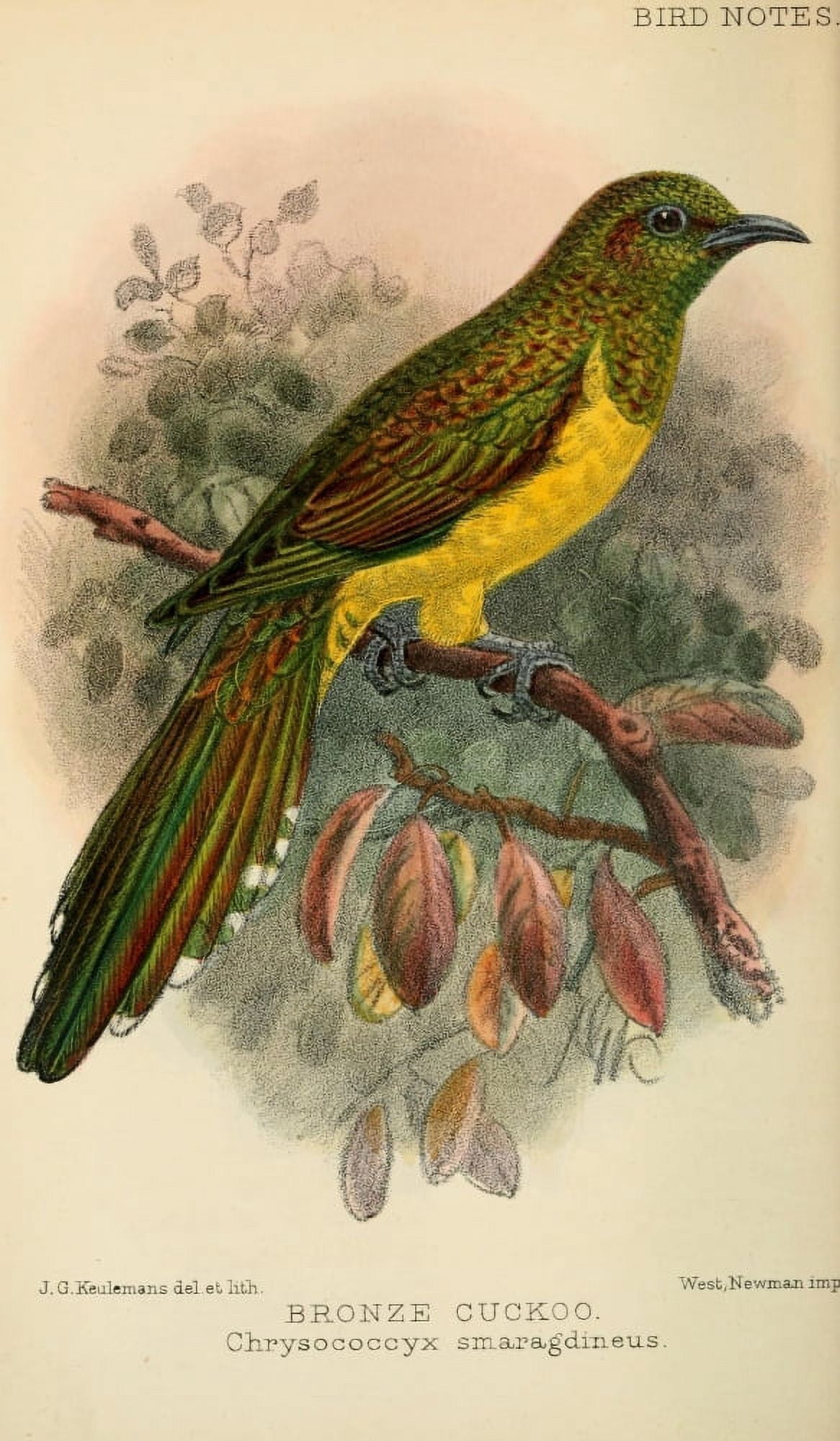 Bird Notes 1902 Bronze Cuckoo Canvas Art - JG Keulemans (24 x 36)
