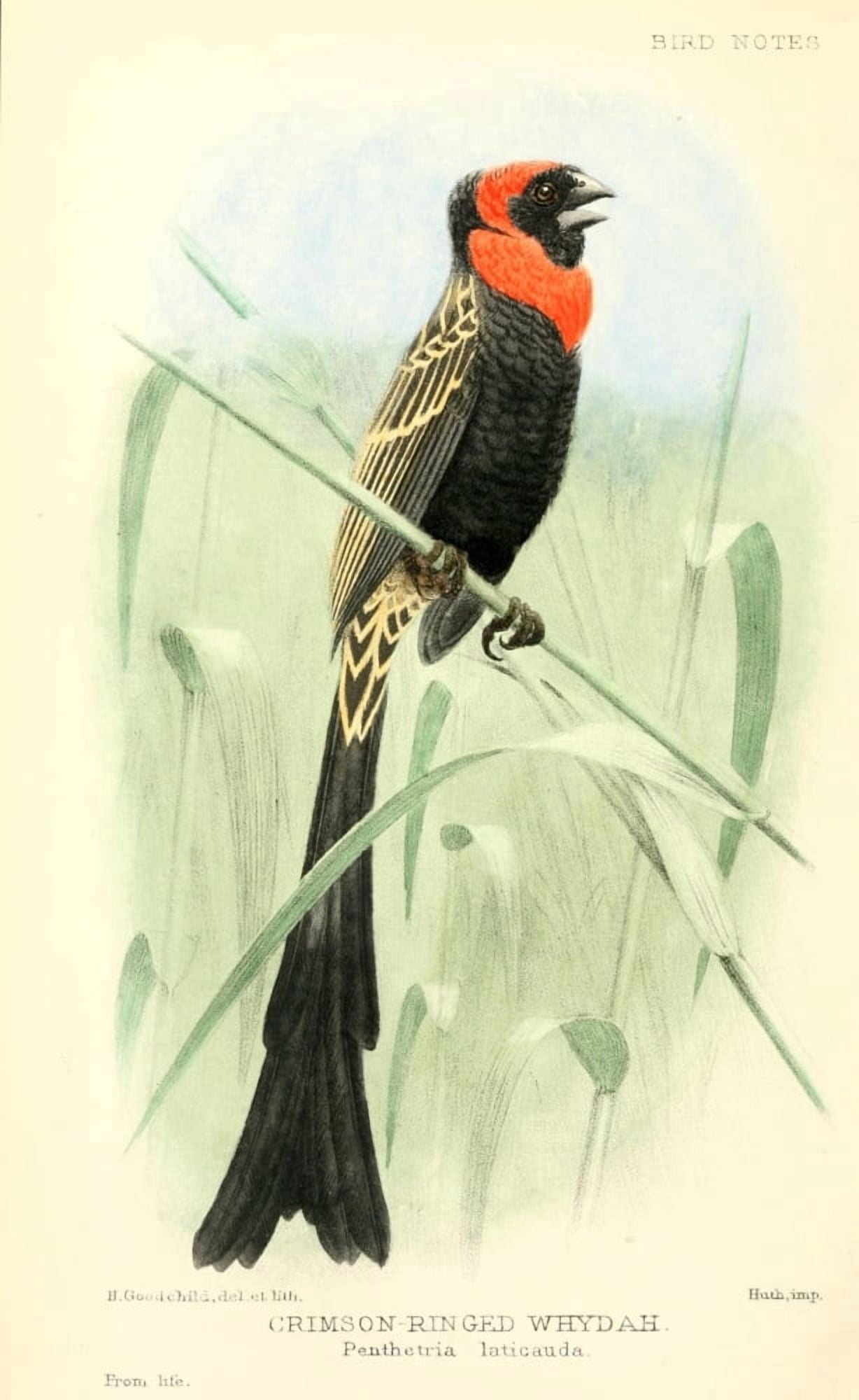 Bird Notes 1902 Crimson-winged Whydah Canvas Art - H Goodchild (24 x 36)