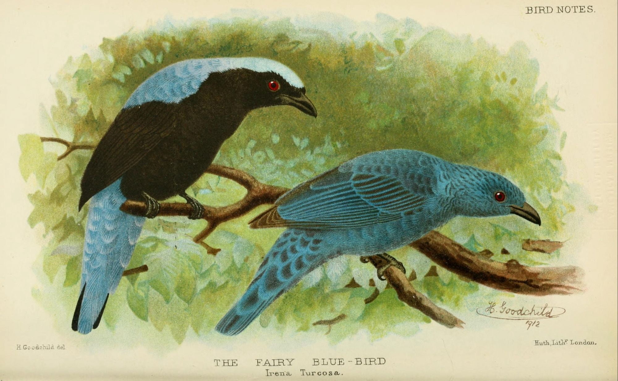 Bird Notes 1902 Fairy Blue-bird Canvas Art - H Goodchild (24 x 36)