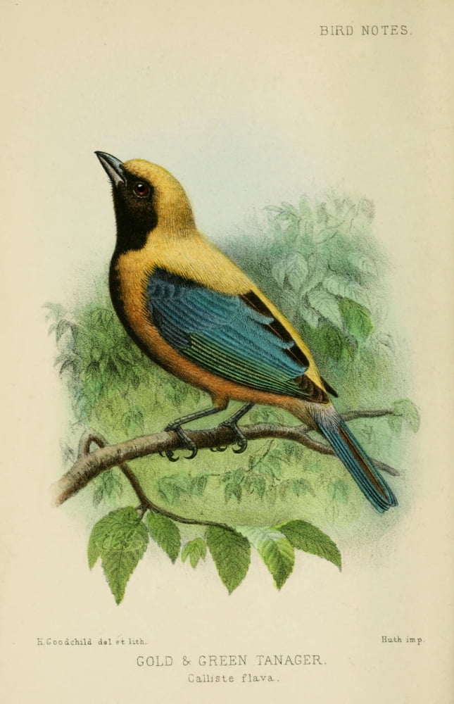 Bird Notes 1902 Gold & Green Tanager Canvas Art - H Goodchild (24 x 36)