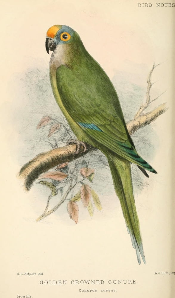 Bird Notes 1902 Golden-crowned Conure Canvas Art - CL Allport (24 x 36)