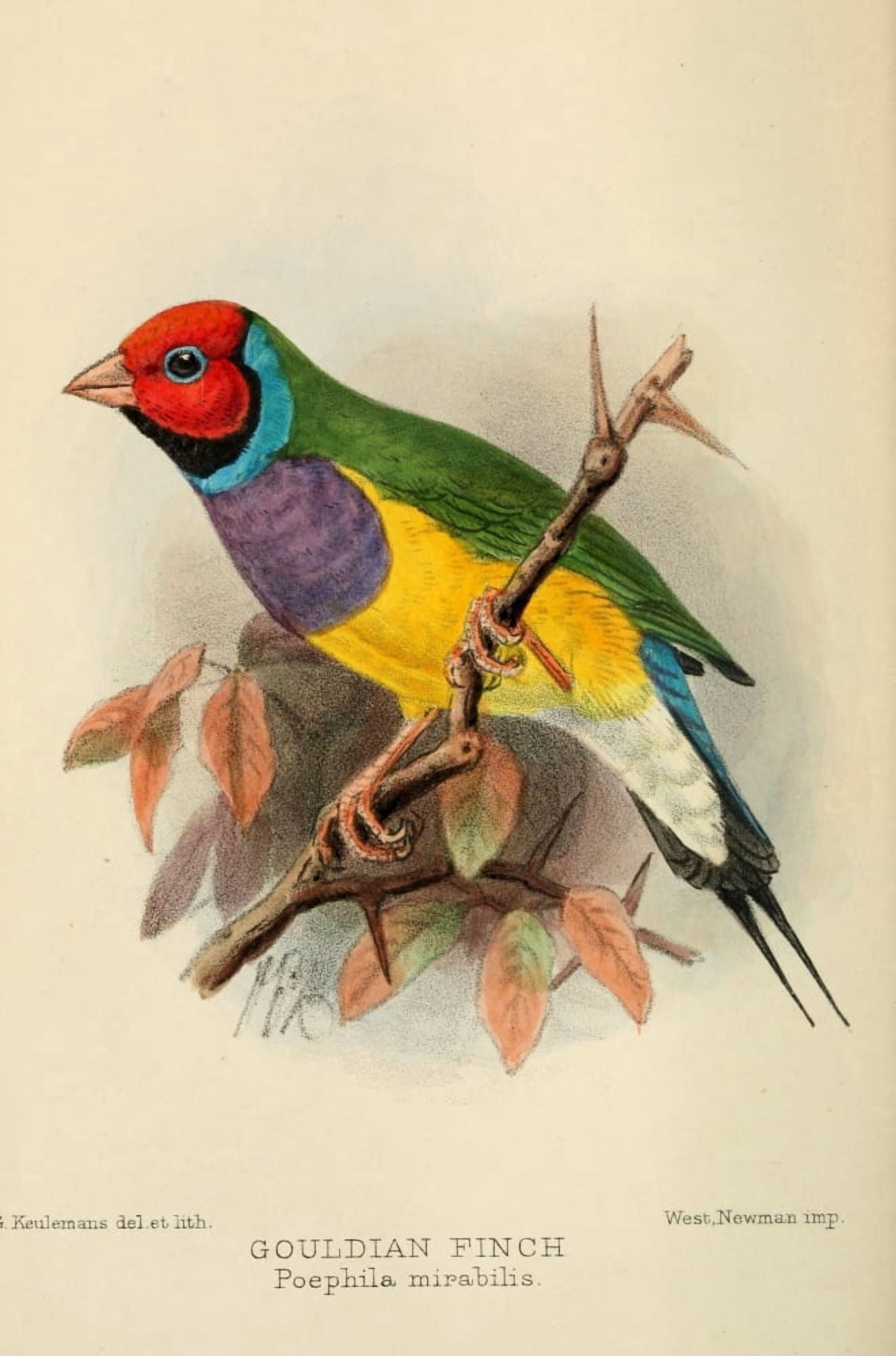 Bird Notes 1902 Gouldian Finch Canvas Art - JG Keulemans (24 x 36)