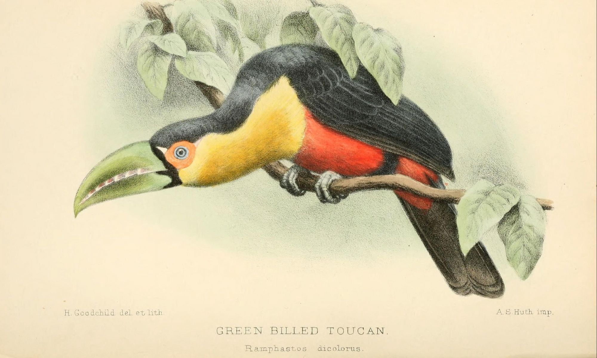 Bird Notes 1902 Green-billed Toucan Canvas Art - H Goodchild (18 x 24)
