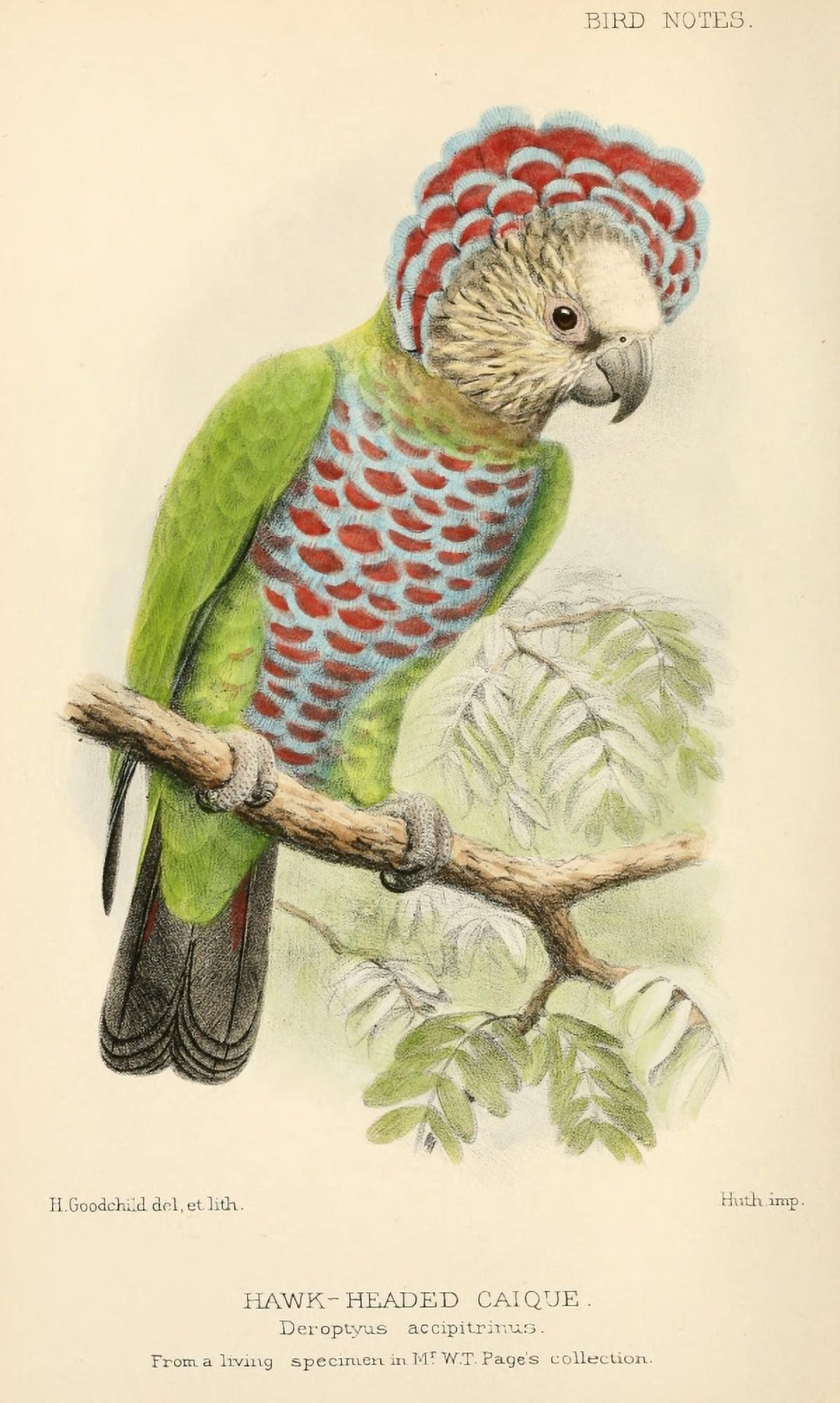 Bird Notes 1902 Hawk-headed Caique Canvas Art - H Goodchild (24 x 36)