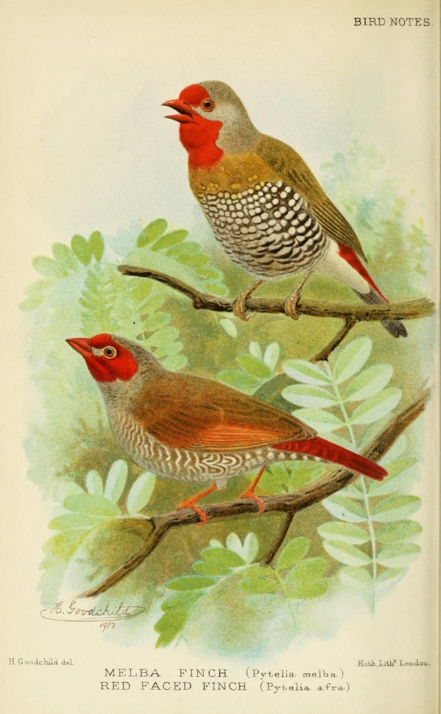 Bird Notes 1902 Melba Finch Canvas Art - H Goodchild (24 x 36)
