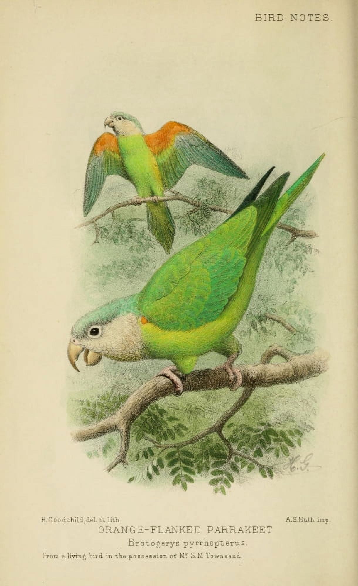 Bird Notes 1902 Orange-flanked Parakeet Canvas Art - H Goodchild (24 x 36)
