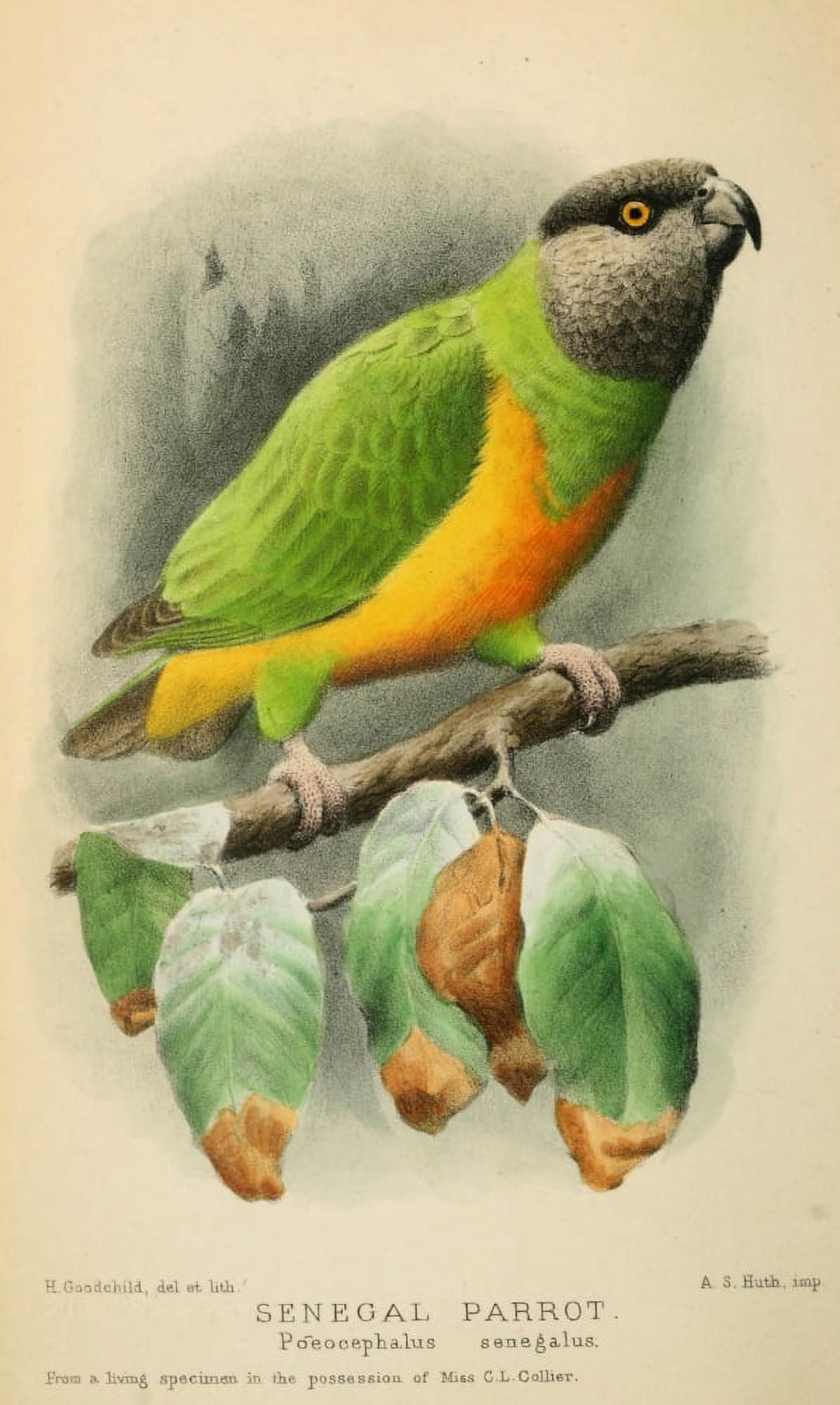 Bird Notes 1902 Senegal Parrot Canvas Art - H Goodchild (24 x 36)