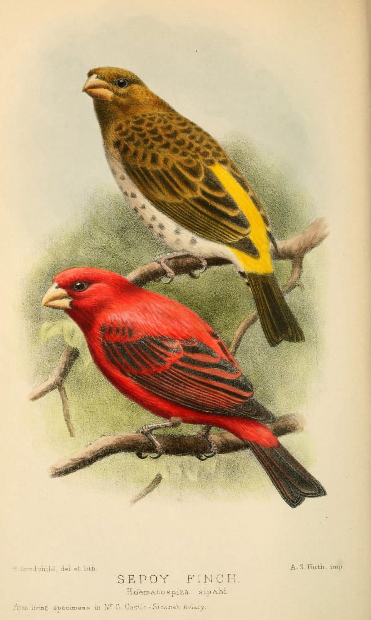 Bird Notes 1902 Sepoy Finch Canvas Art - H Goodchild (18 x 24)