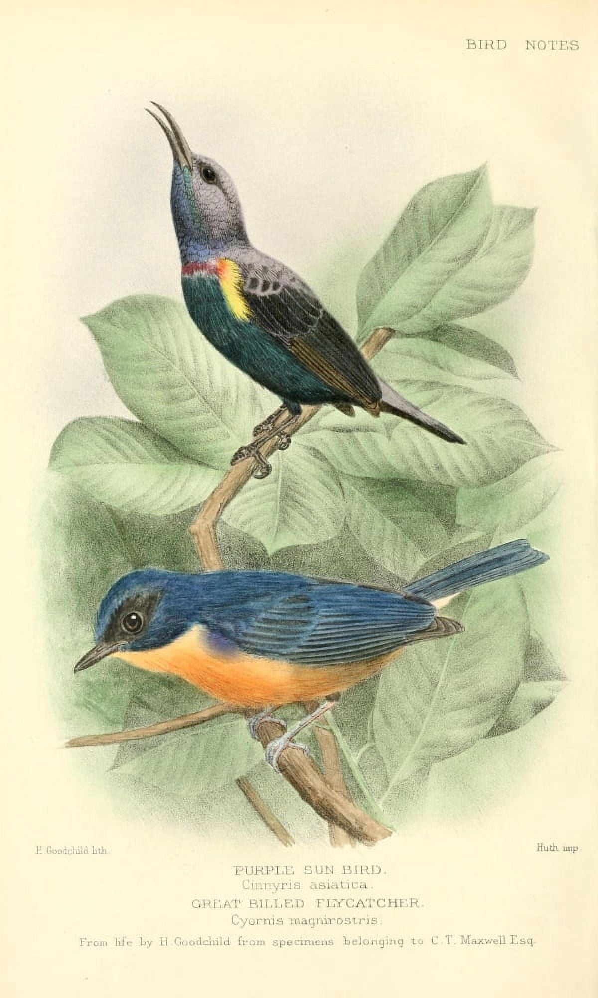 Bird Notes 1902 Sun-bird & Flycatcher Canvas Art - H Goodchild (18 x 24)