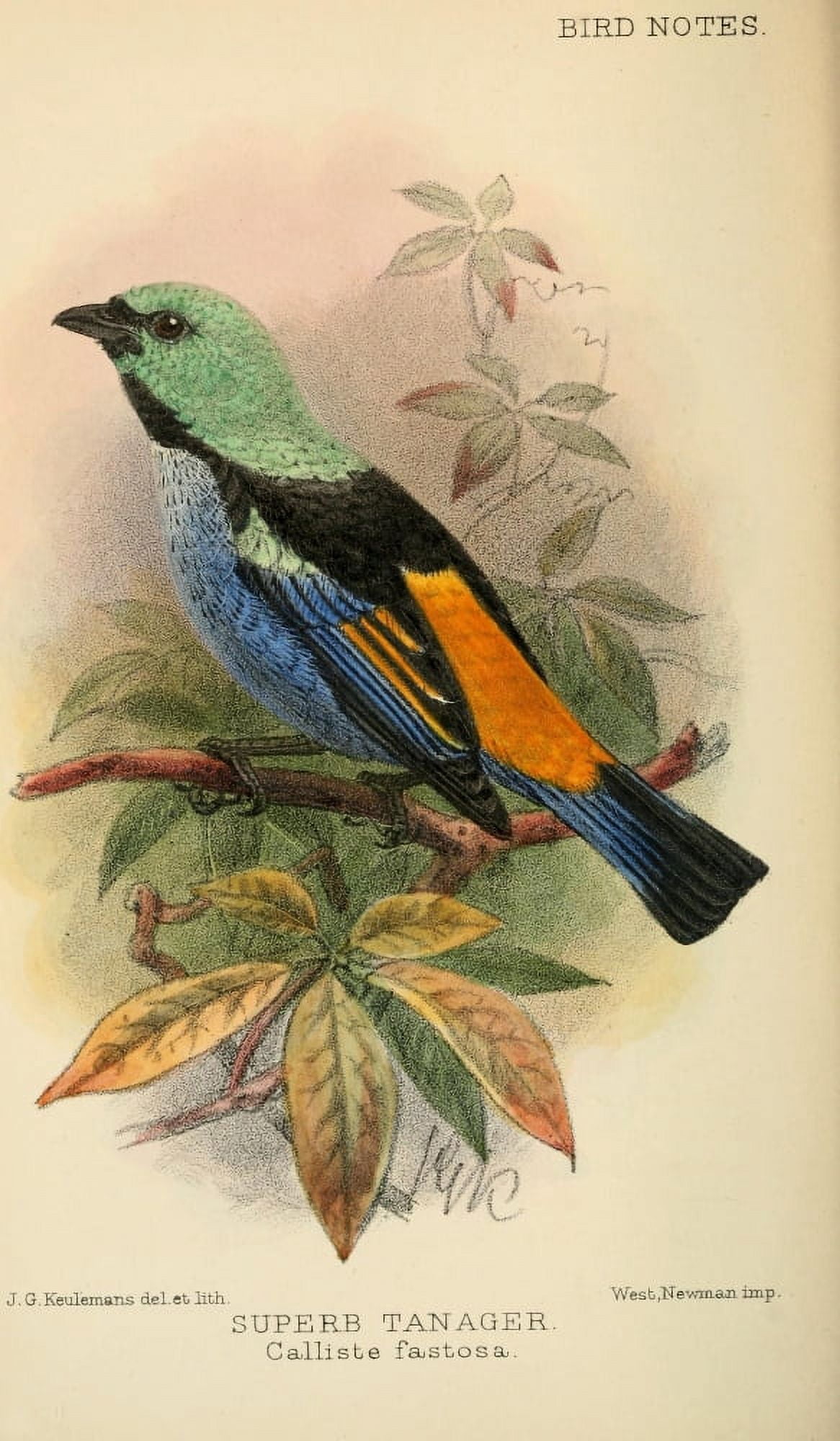 Bird Notes 1902 Superb Tanager Canvas Art - JG Keulemans (24 x 36)