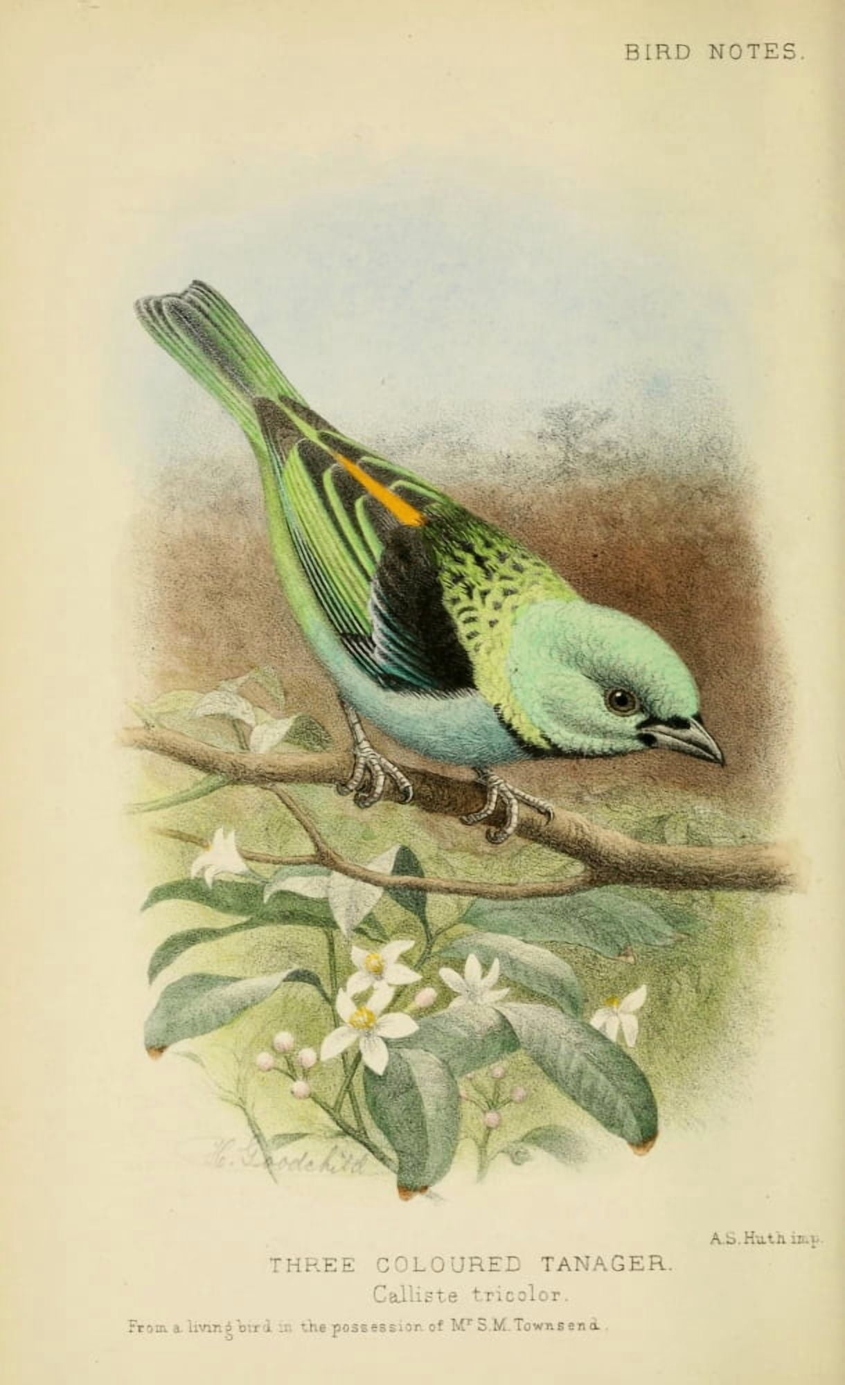 Bird Notes 1902 Three-coloured Tanager Canvas Art - H Goodchild (18 x 24)