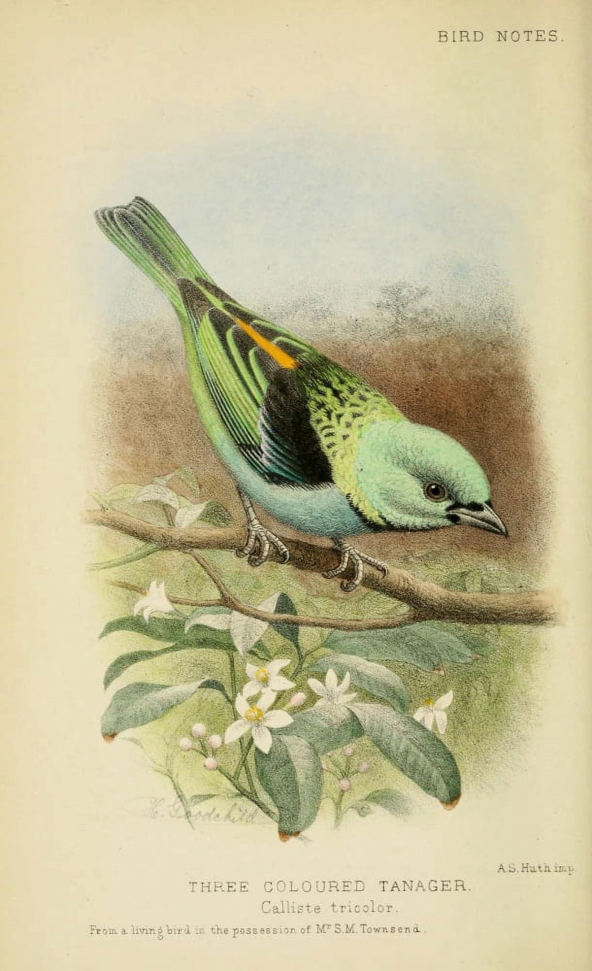 Bird Notes 1902 Three-coloured Tanager Canvas Art - H Goodchild (24 x 36)