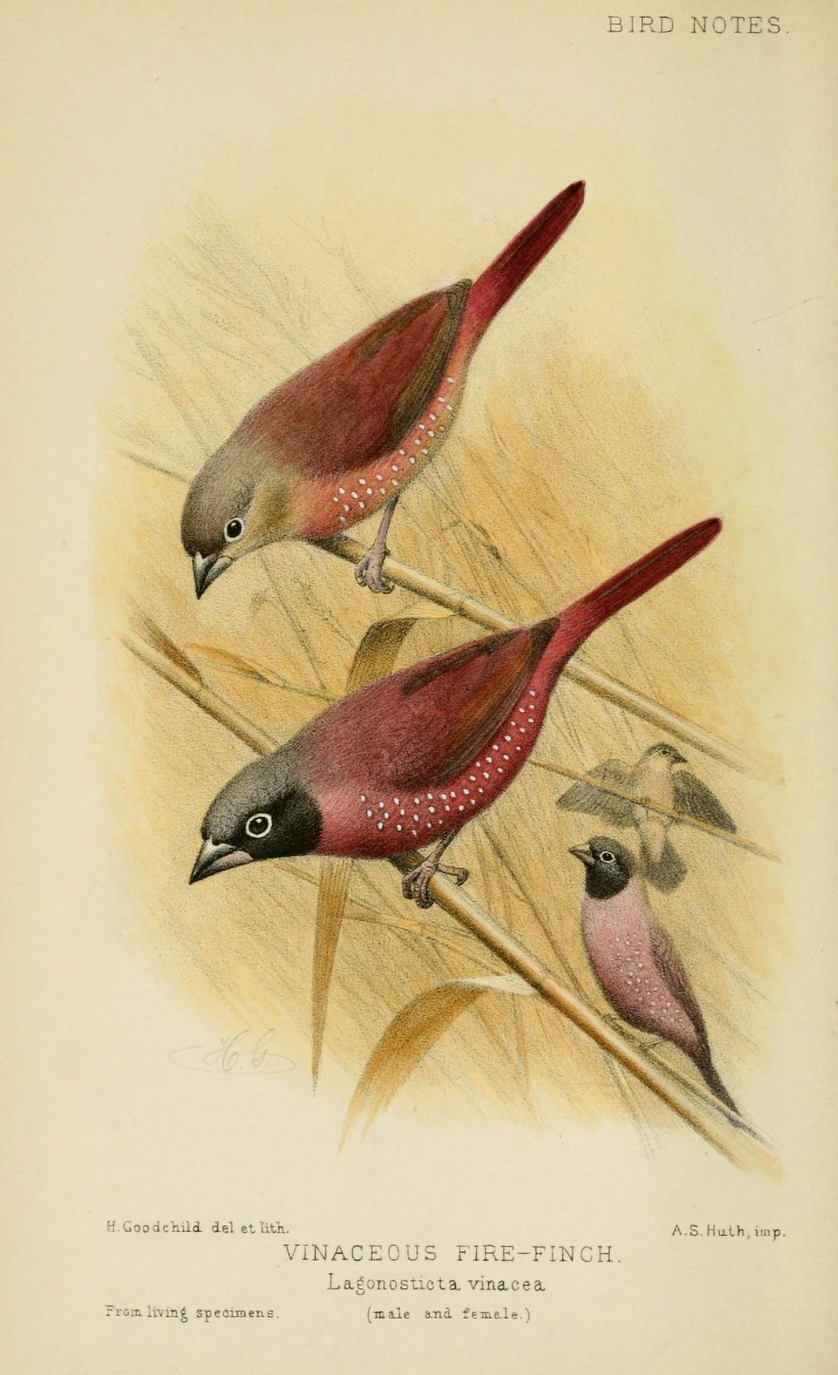 Bird Notes 1902 Vinaceous Fire-finch Canvas Art - H Goodchild (18 x 24)
