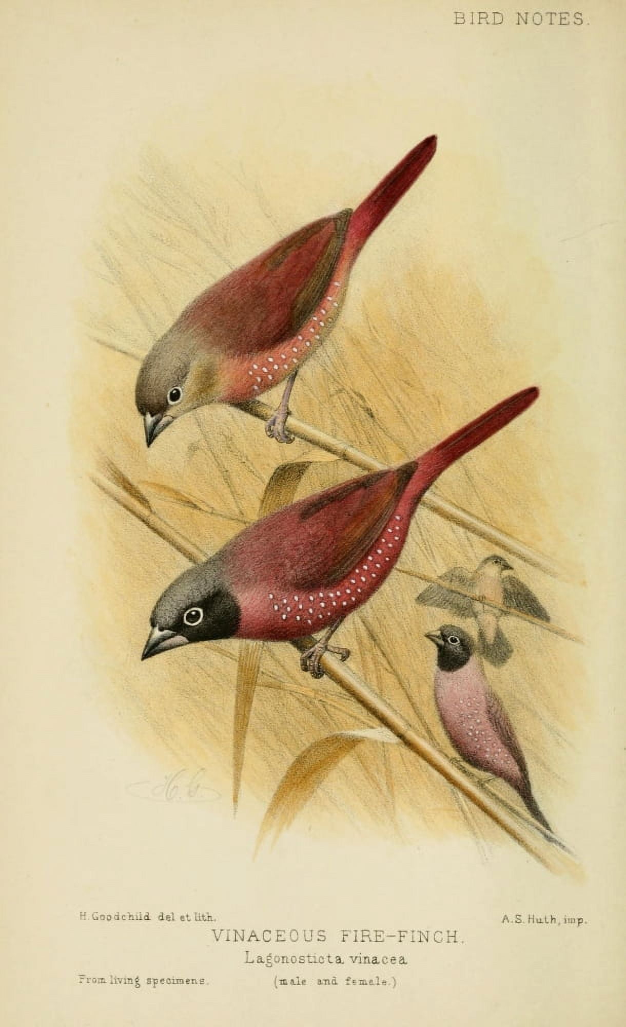 Bird Notes 1902 Vinaceous Fire-finch Canvas Art - H Goodchild (24 x 36)