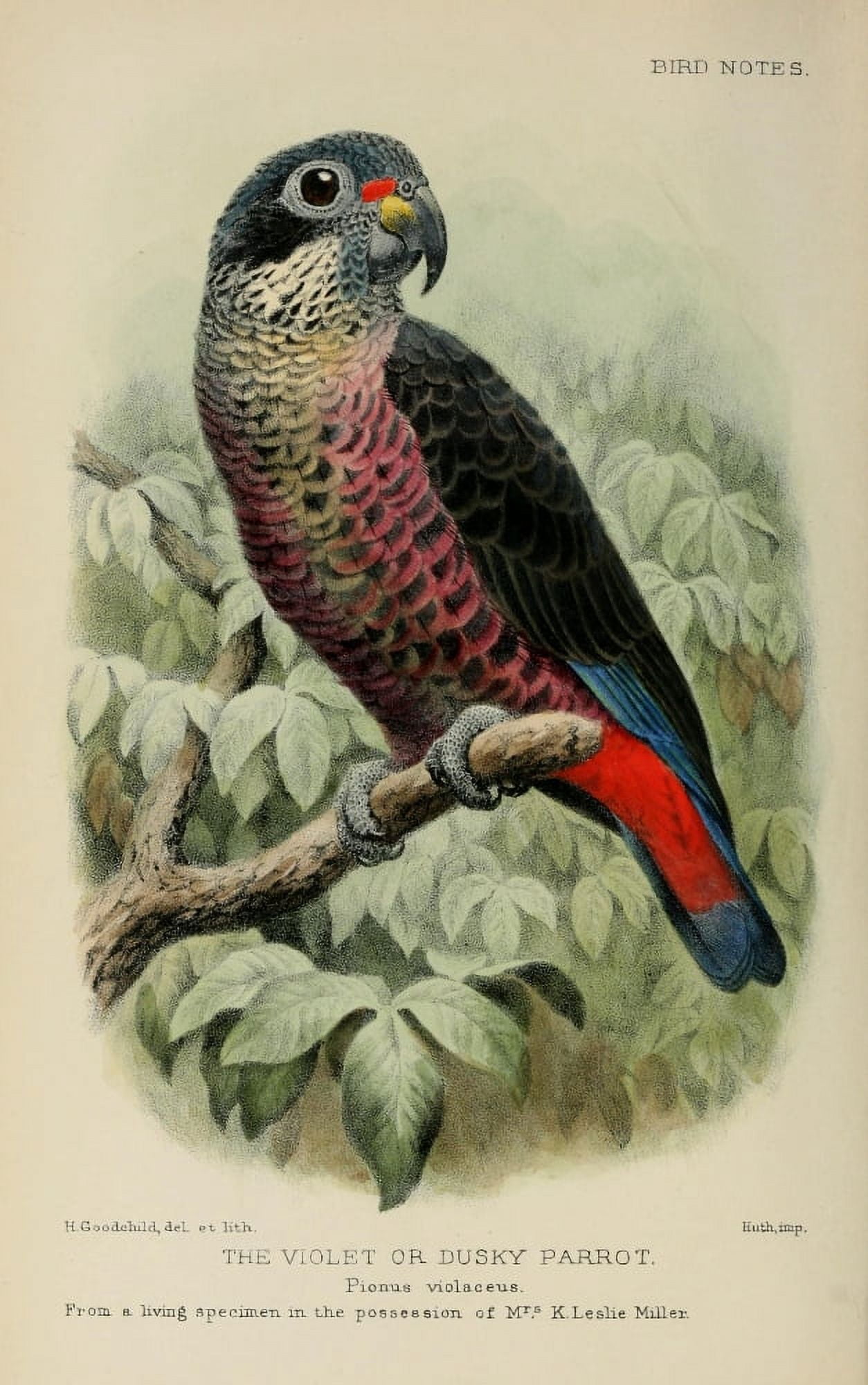 Bird Notes 1902 Violet Parrot Canvas Art - H Goodchild (18 x 24)