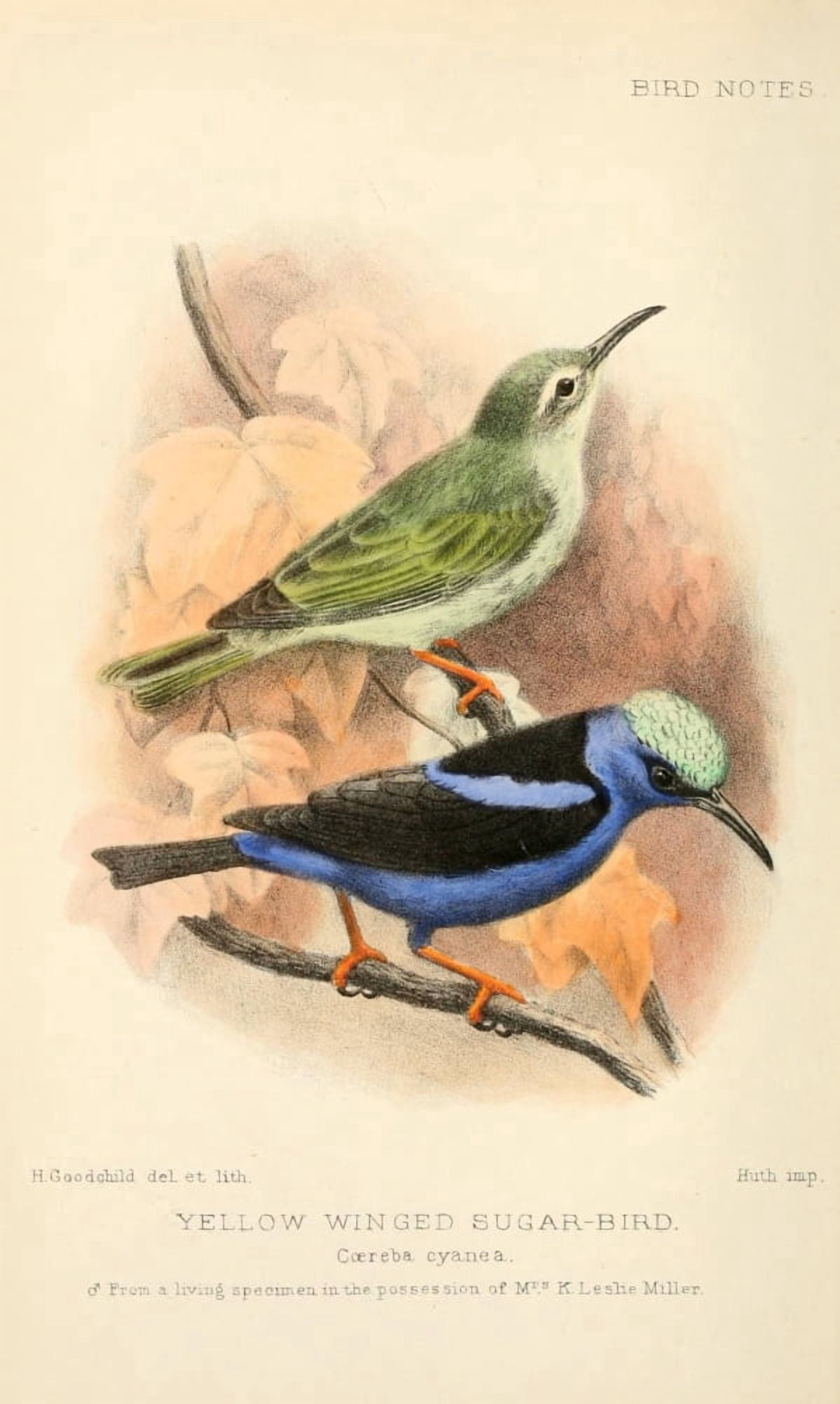Bird Notes 1902 Yellow-winged Sugar-bird Canvas Art - H Goodchild (18 x 24)