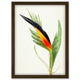 thumbnail image 1 of Bird Of Paradise Flower Plant Elegant Illustration Artwork Framed Wall Art Print A4, 1 of 4