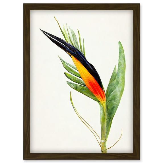 Bird Of Paradise Flower Plant Elegant Illustration Artwork Framed Wall Art Print A4
