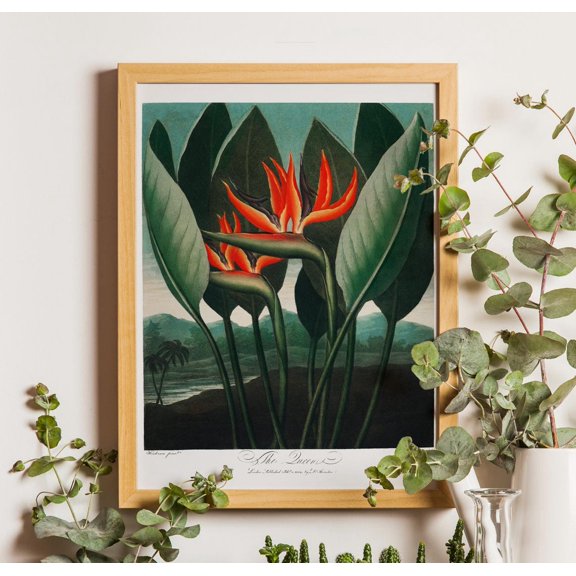 Bird Of Paradise Flower Poster, Vintage Botanical Wall Art, Unframed Poster Size 8x12