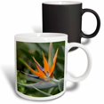 thumbnail image 1 of 3drose, Bird of Paradise, Kula Botanical Gardens, Hawaii - Us12 Dpb0020 - Douglas Peebles, 11oz Magic Transforming Mug, 1 of 7