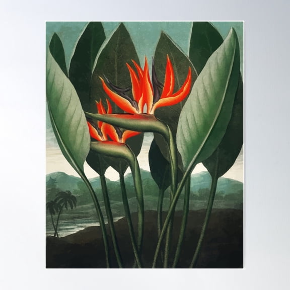 Bird Of Paradise Robert John Thornton Poster Wall Art, Modern Wall Decor For Living Room Bedroom, 8x12 UNFRAMED