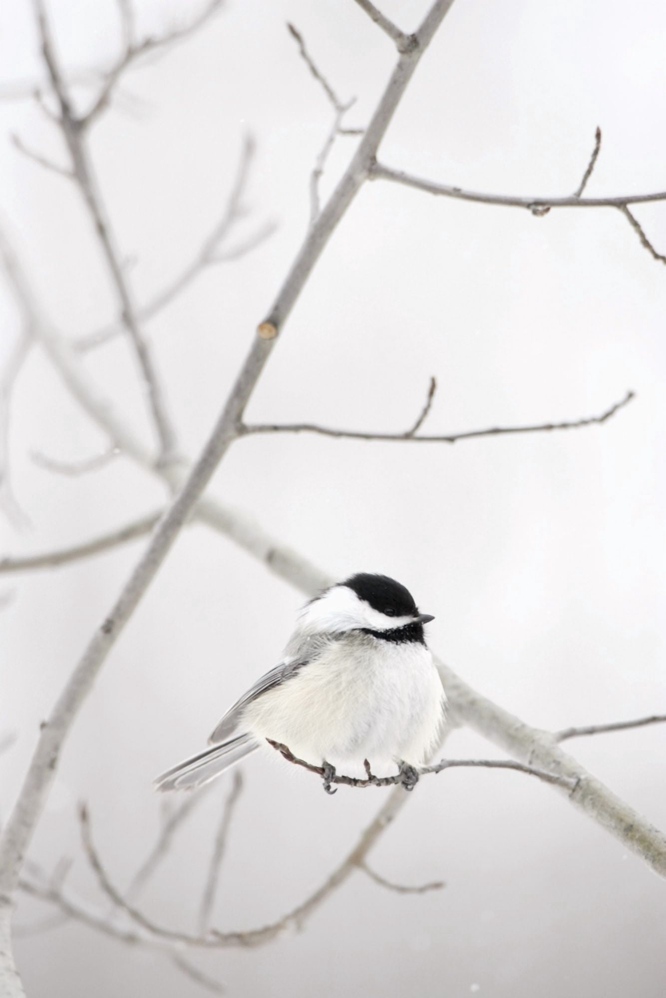 Bird On A Branch Canvas Art - Richard Wear Design Pics (11 x 17)