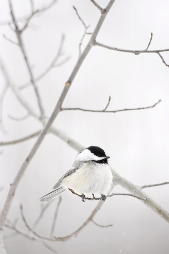Bird On A Branch Canvas Art - Richard Wear Design Pics (22 x 34)