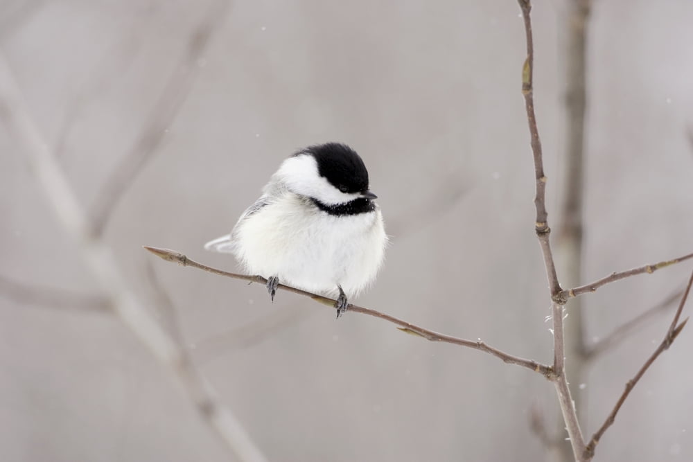 Bird On A Branch Canvas Art - Richard Wear Design Pics (34 x 22)