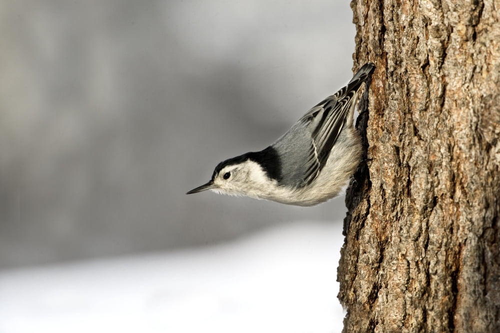 Bird On The Side Of A Tree Canvas Art - Richard Wear Design Pics (34 x 22)