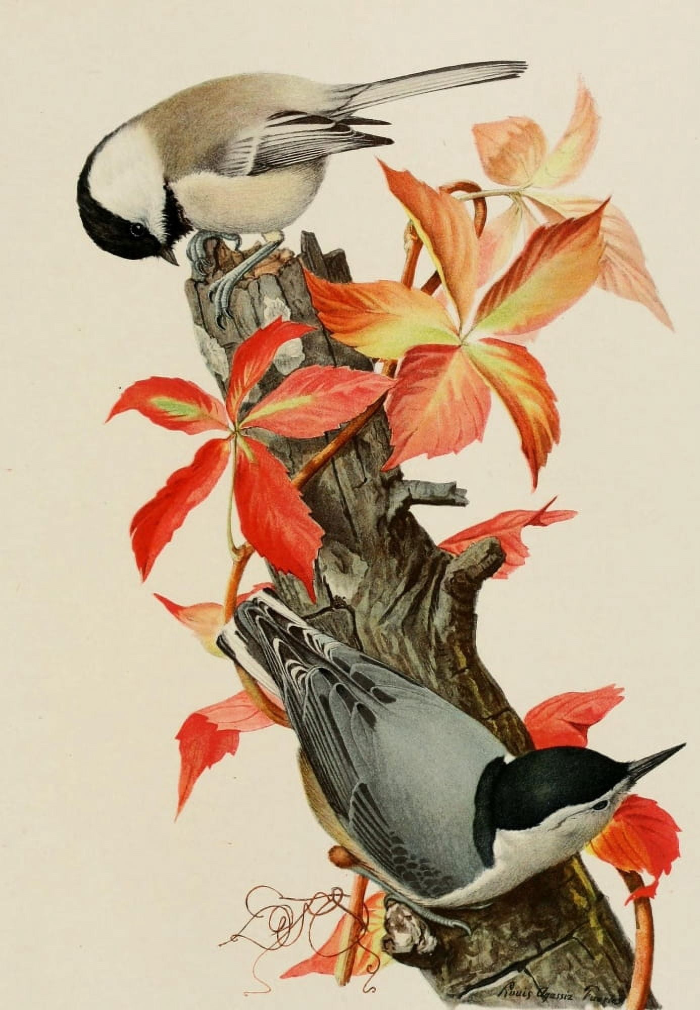 Bird Paintings 1900 Chickadee & Nuthatch Canvas Art - LA Fuertes (18 x 24)