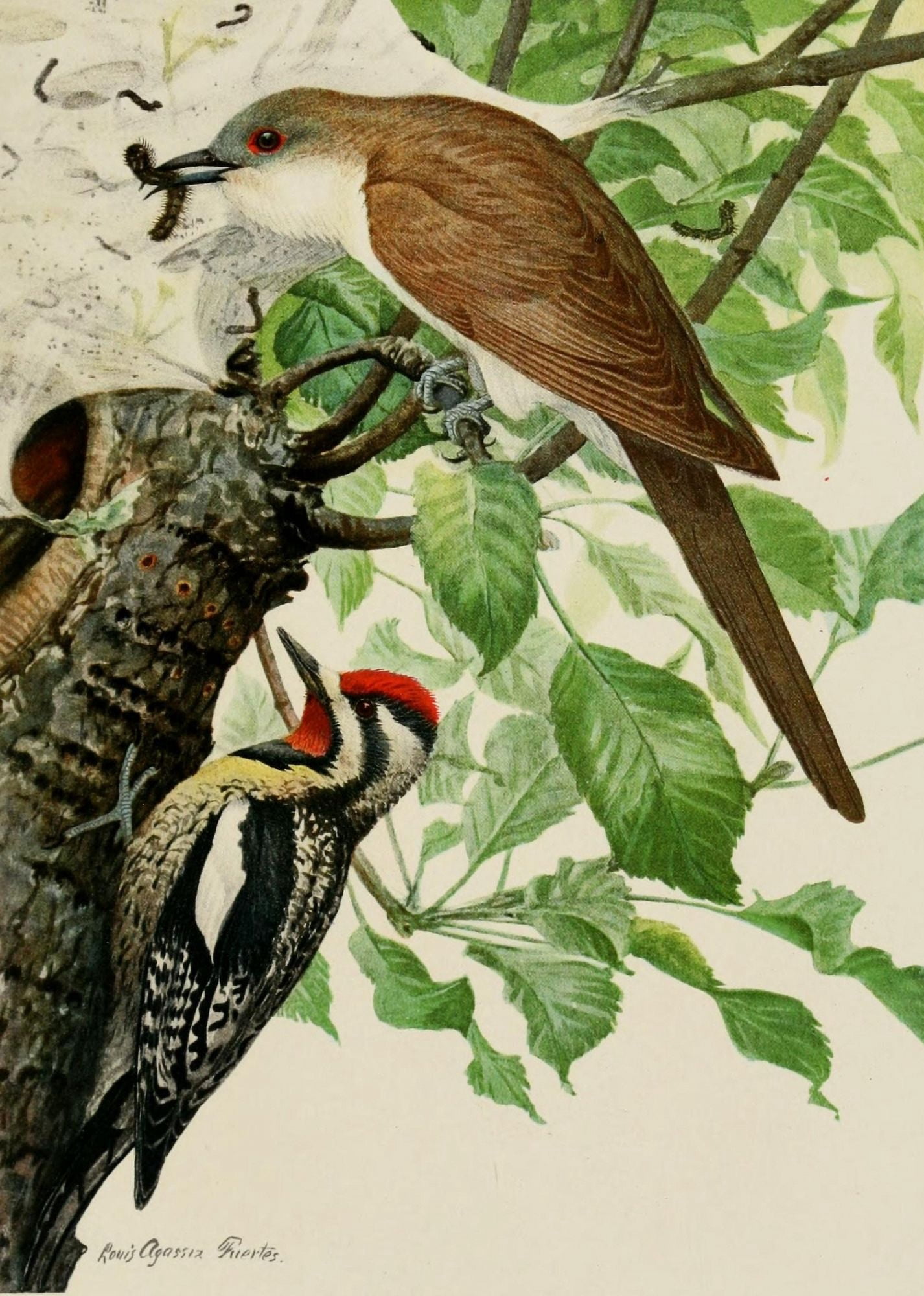 Bird Paintings 1900 Cuckoo & Sapsucker Canvas Art - LA Fuertes (24 x 36)
