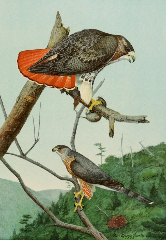 Bird Paintings 1900 Hawk Canvas Art - LA Fuertes (24 x 36)