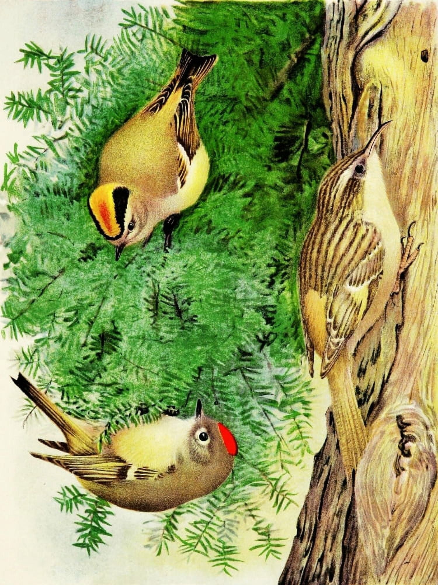 Bird Paintings 1900 Kinglet & Brown Creeper Canvas Art - LA Fuertes (18 x 24)