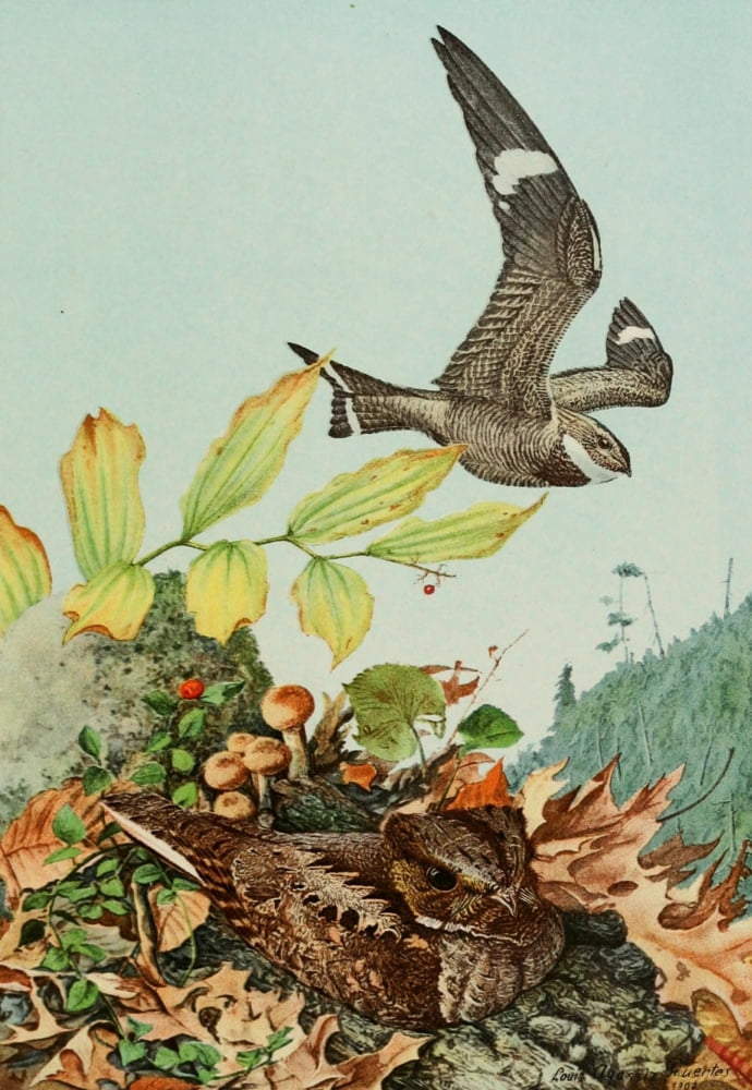 Bird Paintings 1900 Nighthawk & Whip-Poor-Will Canvas Art - LA Fuertes (18 x 24)