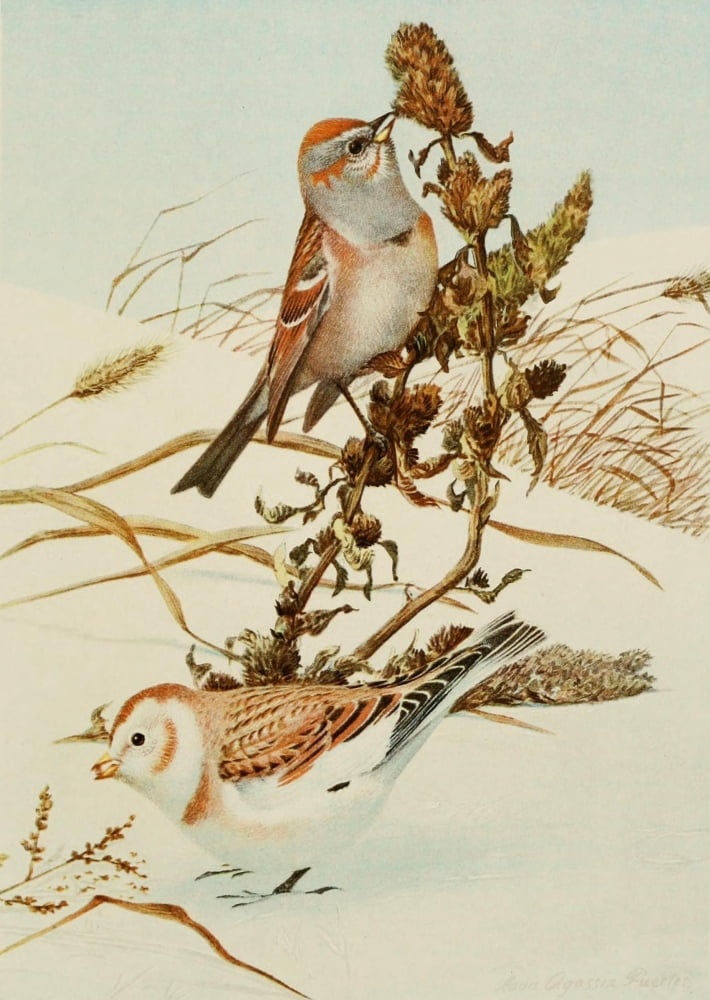 Bird Paintings 1900 Sparrow & Snowflake Canvas Art - LA Fuertes (24 x 36)