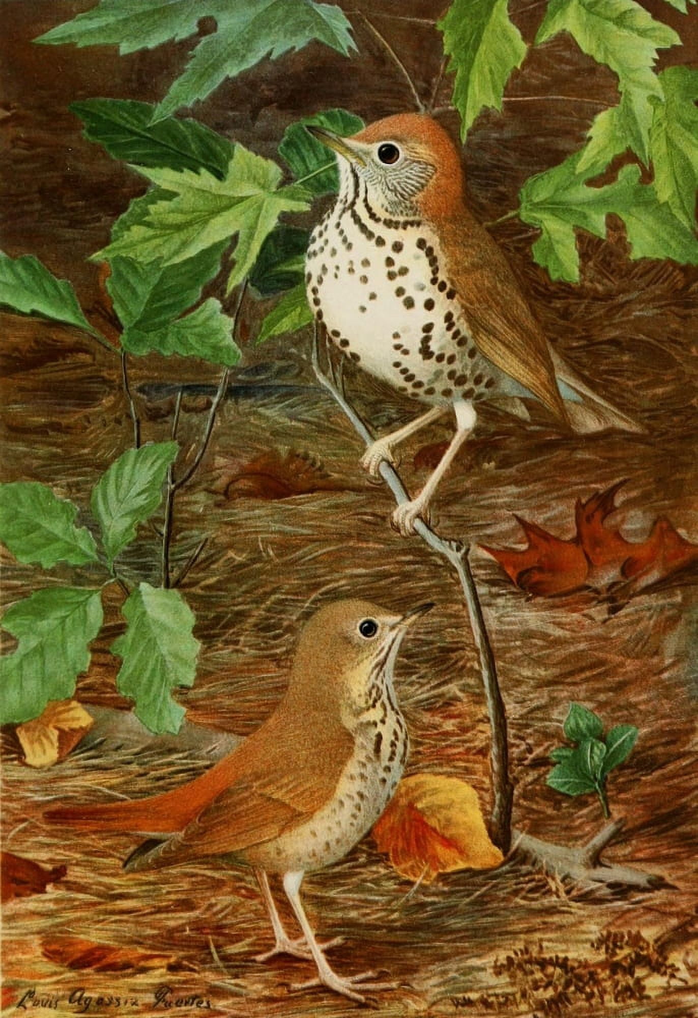 Bird Paintings 1900 Thrush Canvas Art - LA Fuertes (24 x 36)