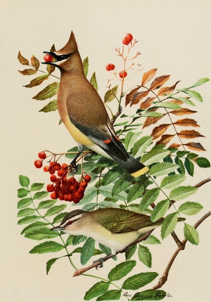 Bird Paintings 1900 Waxwing & Vireo Canvas Art - LA Fuertes (18 x 24)
