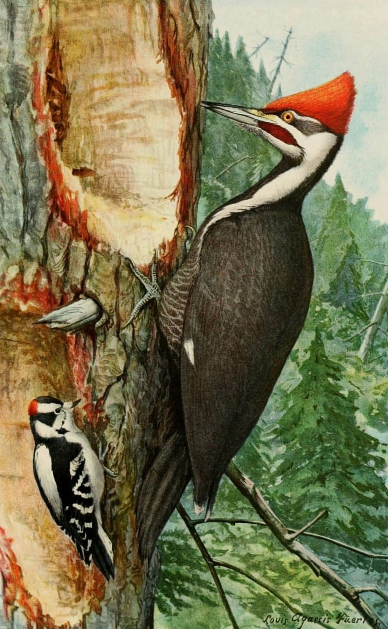 Bird Paintings 1900 Woodpeckers Canvas Art - LA Fuertes (24 x 36)
