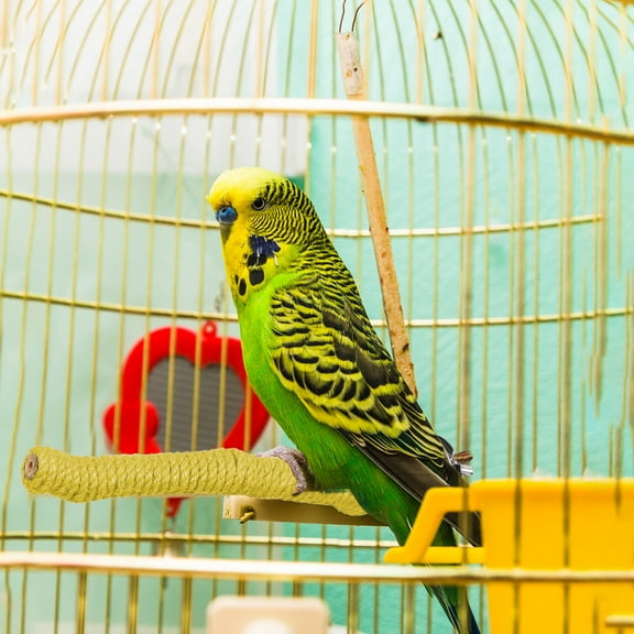 Bird Perch Claw Sharpening Rod for Cage – Rope Stand Stick, Durable Chew Toy, Easy Install, Parrots Cockatiels Lovebirds, 25cm Blue Brown Green Yellow