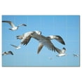 thumbnail image 1 of Bird Photo Ceramic Tile Mural Kitchen Backsplash Bathroom Shower, 404102-M64, 1 of 3