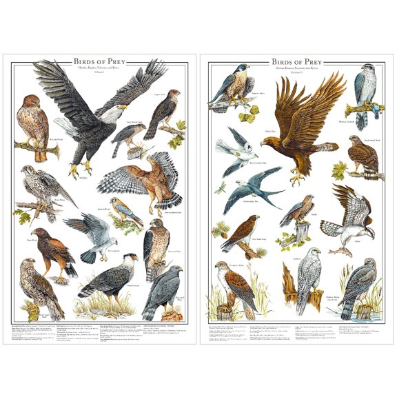 Bird Poster: Eagles and Hawks | Birds of Prey Poster Vol. 1 & Vol. 2 mini set 12''x18"