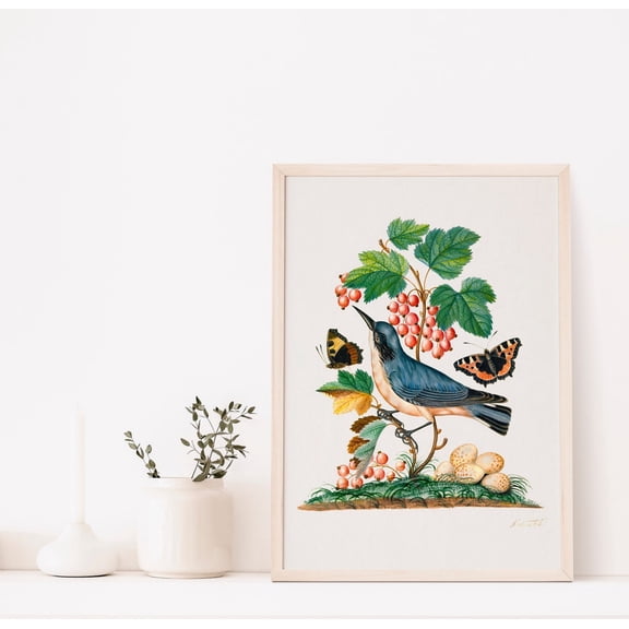 Bird Poster, James Bolton Poster, Butterfly Wall Art, Bird Illustrations, Bird Poster, Art Poster, Home Decor, Unframed Poster Size 12x18