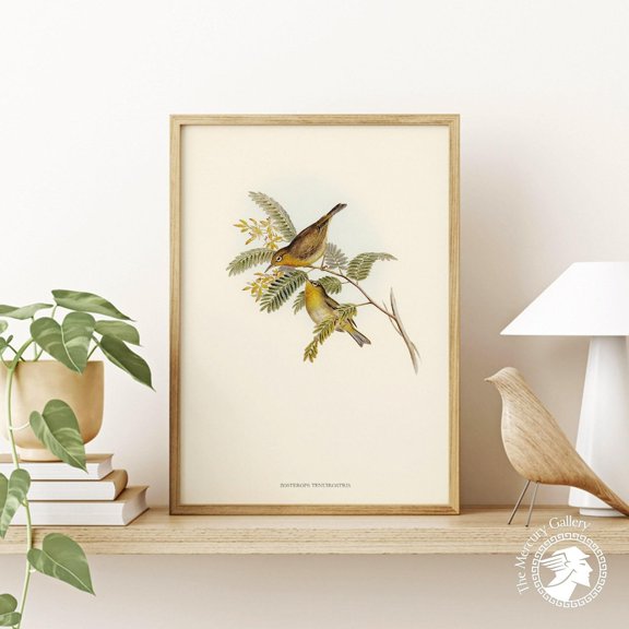 Bird Poster, Slender-Billed Zosterops Art Print, Minimalist Seasonal Nature Wall Decoration UNFRAMED Poster, 8x12