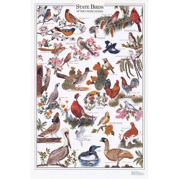 State Birds Poster Identification Chart