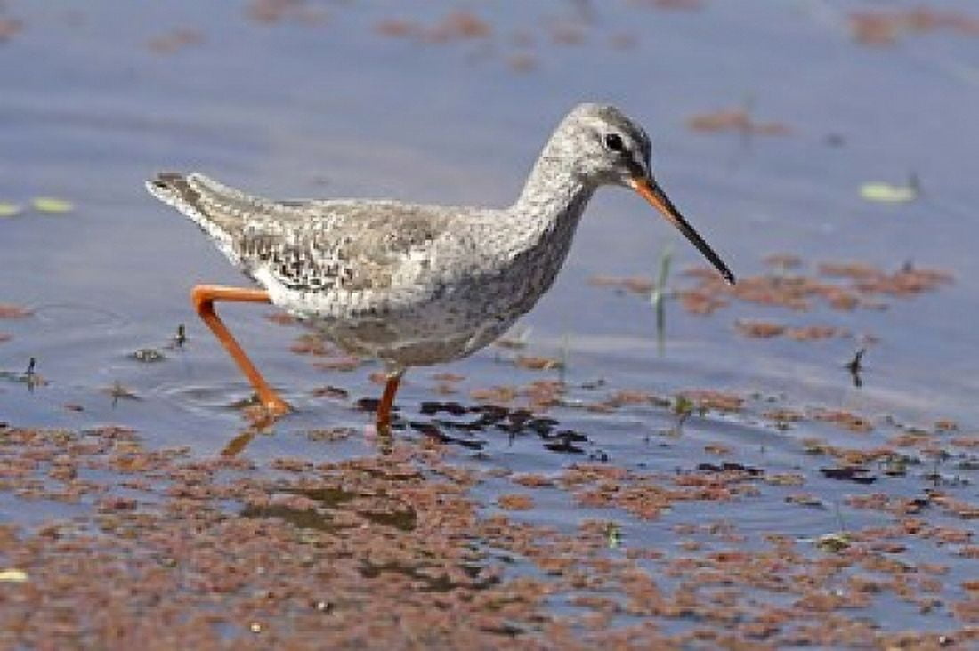Bird Redshank Ranthambhor National Park India Canvas Art - Jagdeep Rajput DanitaDelimont (26 x 18)