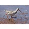 thumbnail image 1 of Bird, Redshank, Ranthambhor National Park, India Poster Print by Jagdeep Rajput (26 x 18), 1 of 1